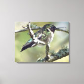 Leinwand Hummingbird (Vorderseite)
