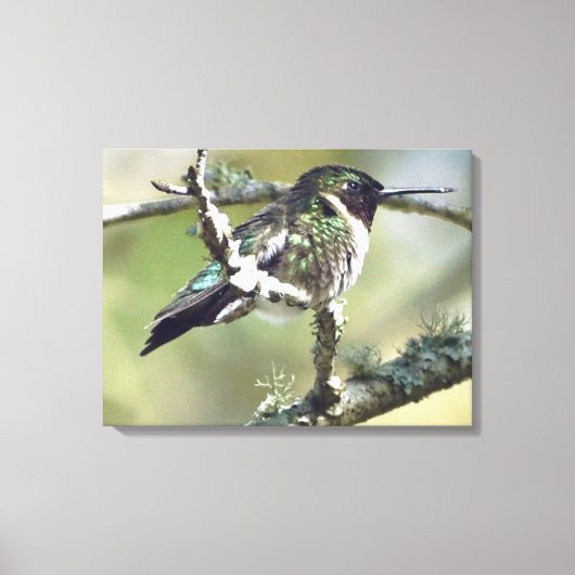 Leinwand Hummingbird (Vorderseite)