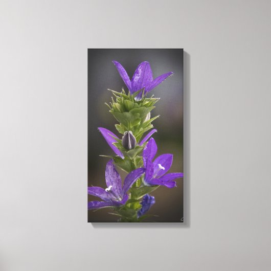 Leinwand lila Delight Gallery (Vorderseite)