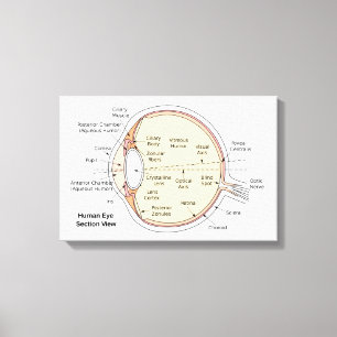 Leinwand Menschliches Auge Ball Anatomisches Diagr