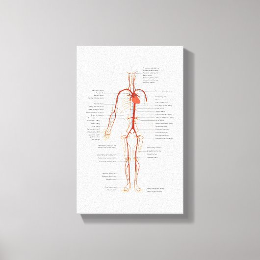 Leinwand Menschliches Kreislaufsystem (Vorderseite)