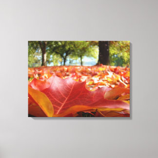 Leinwand Natur Fotografie Rote Herbstblätter Herbs