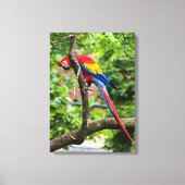Leinwand Red Macaw Wall Art (Vorderseite)