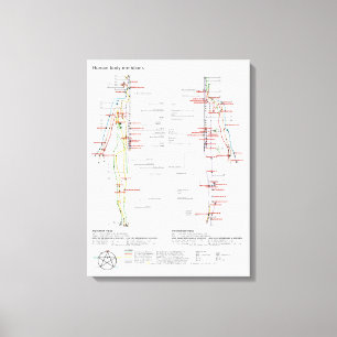 Leinwand Schematische Chinesische Meridiane