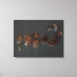 Leinwand (SeaShell-Seepferd) RFPMDesign ©️ 2012