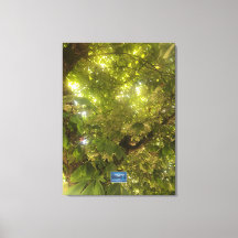 Leinwand (Sun Green Tree 1) RFPMDesign ©️ 2021/24