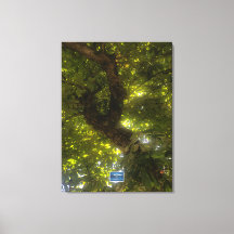 Leinwand (Sun Green Tree 2) RFPMDesign ©️ 2021/24