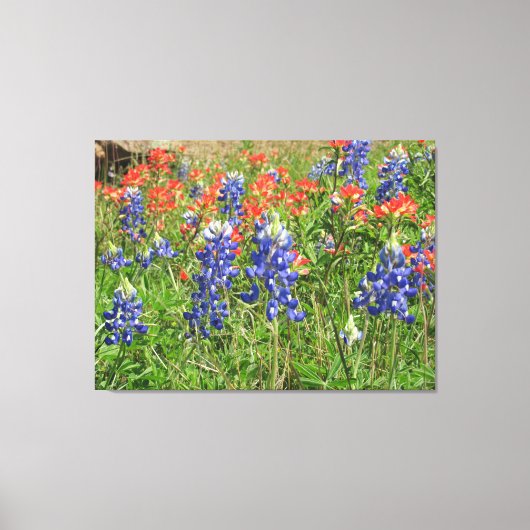 Leinwand Texas Wildblumen Bluebonnets Pinsel (Vorderseite)