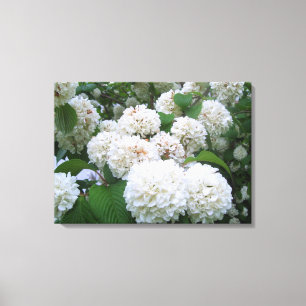 Leinwand - ummantelt - Hydrangeas ll
