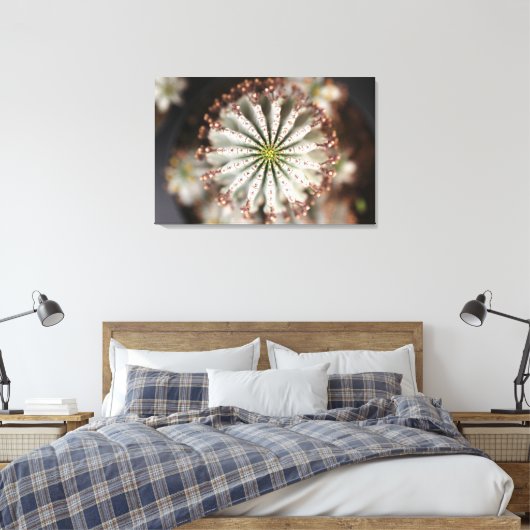 Leinwand von Euphorbia polygona "Snowflake" (Insitu (Schlafzimmer))