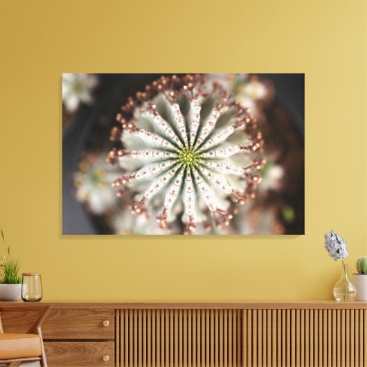 Leinwand von Euphorbia polygona "Snowflake" (Insitu (Wohnzimmer))
