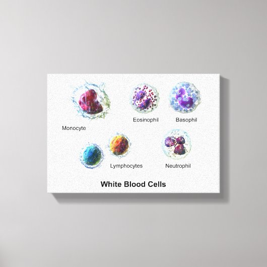 Leinwand Weiße Blutkörperchen Leukozyten Diagramm (Vorderseite)