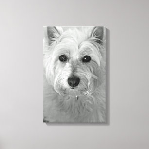 Leinwand Westie Hund(Westhochland-weißer Terrier)