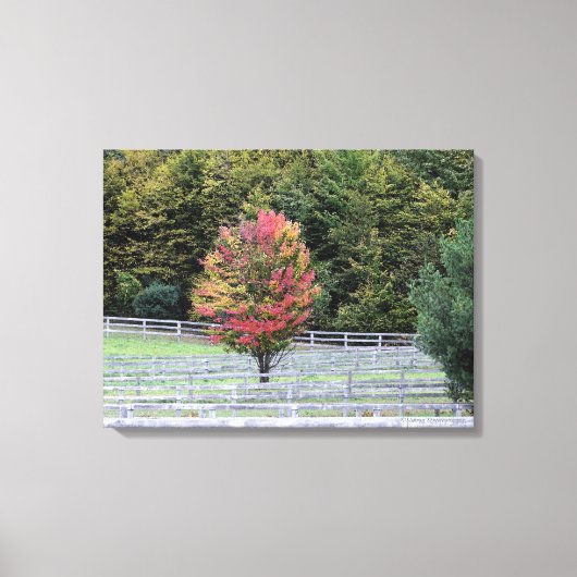 LEINWAND WRAP DRUCKER/MULTIFARBENER BAUM IM FELD (Vorderseite)