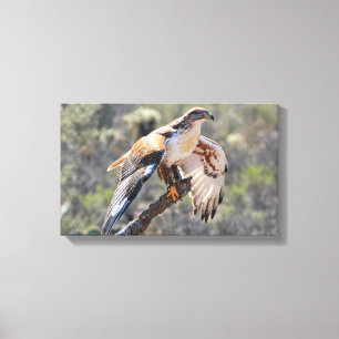 Leinwand Wrap: Ferruginous Hawk