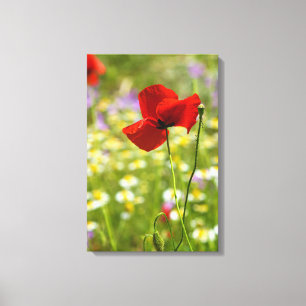 Leinwanddruck - Der Rote Mohn