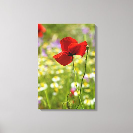 Leinwanddruck - Der Rote Mohn (Vorderseite)