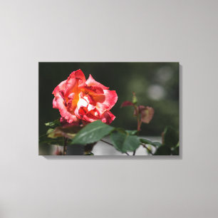 Leinwanddruck Die verwelkende Rose