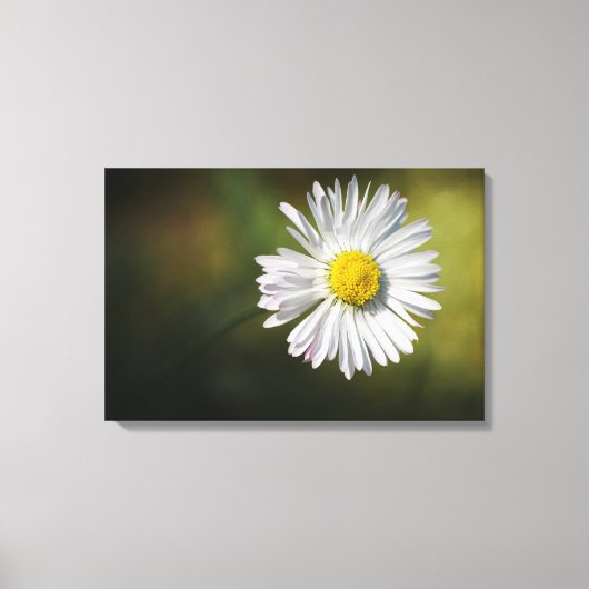 Leinwanddruck - Gänseblümchen-Blume (Vorderseite)