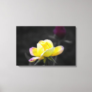 Leinwanddruck Gelbe Rose Fotografie