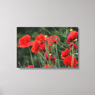 Leinwanddruck Mohn Florale Fotografie