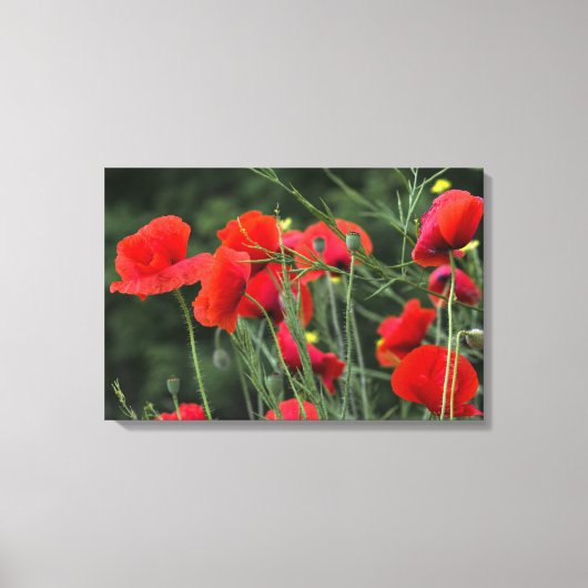Leinwanddruck Mohn Florale Fotografie (Vorderseite)