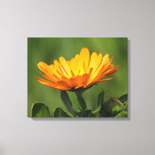 Leinwanddruck - Ringelblumenblüte