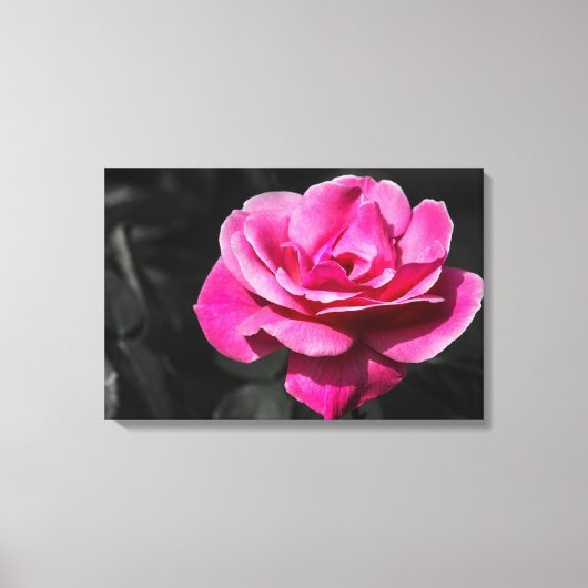 Leinwanddruck Rosa Rose Eleganz (Vorderseite)