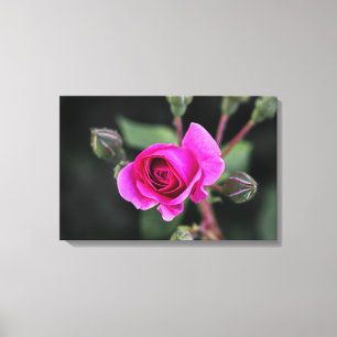 Leinwanddruck Rosa Rose und Knospen Fotografie