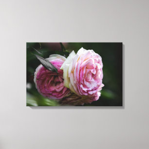 Leinwanddruck Rosa Rosen - Errötendes Duett