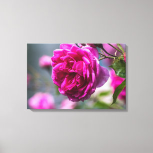 Leinwanddruck Rosa Rosenfotografie