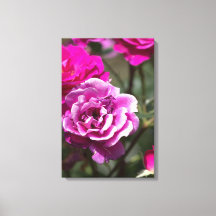 Leinwanddruck Schöne Rosen Fotografie