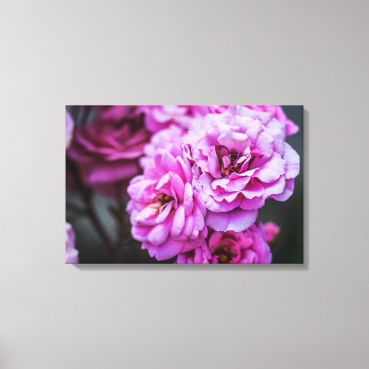 Leinwanddruck Soft Pink Rosen (Vorderseite)