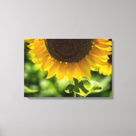 Leinwanddruck Sonnenblume in Blüte Fotografie