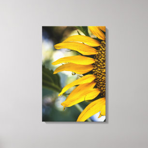 Leinwanddruck Sonnenblume Regen Mit Tropfen Fotogr