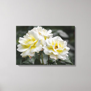 Leinwanddruck Weiße Rosen Fotografie