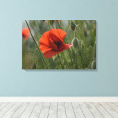 Leinwanddruck - Wilder roter Mohn (Insitu (Holzboden))