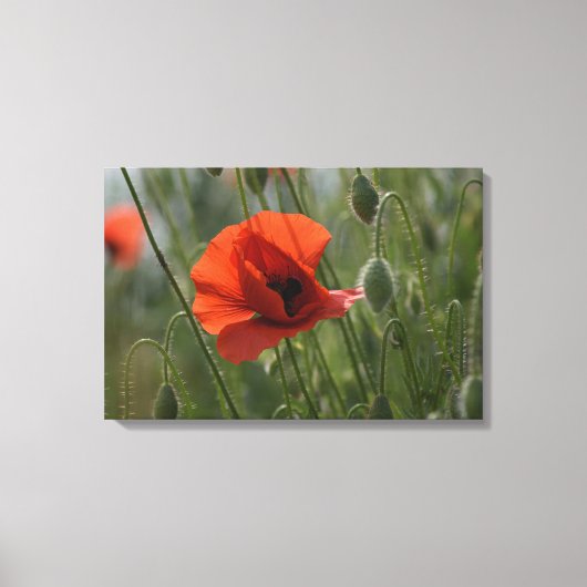 Leinwanddruck - Wilder roter Mohn (Vorderseite)