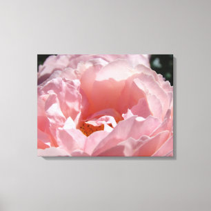 Leinwanddrucke Schöne rosa Rosenblüten im Sonnenli Leinwanddruck