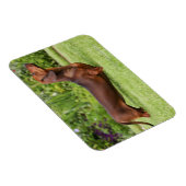 leise Dackel Magnet (Rechte Seite)