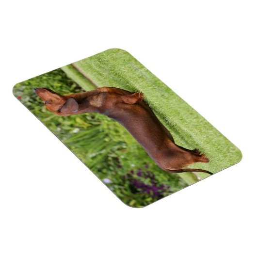 leise Dackel Magnet (Rechte Seite)