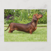 leise Dackel Postkarte (Vorderseite)