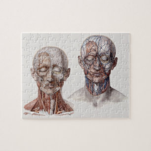 Leiter der Vintagen Anatomie Puzzle