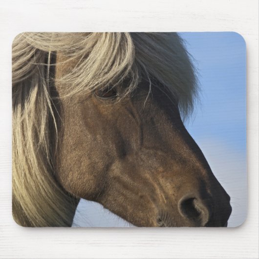 Leiter des isländischen Pferdes, Island Mousepad (Vorne)
