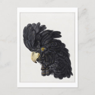 Leiter einer Black Cockatoo Illustration Vintag Postkarte
