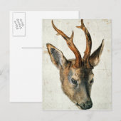 Leiter einer Roe Deer Postkarte (Vorne/Hinten)
