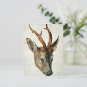 Leiter einer Roe Deer Postkarte (Stehend Vorderseite)