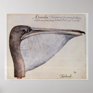 Leiter eines braunen Pelikans Poster