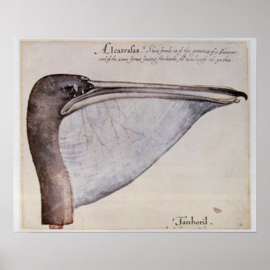 Leiter eines braunen Pelikans Poster (Vorne)