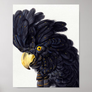 Leiter eines Cockatoo von Aert Schouman Poster